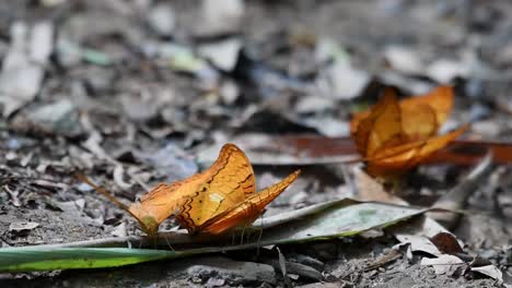 Four-individuals-flapping-their-wings-as-they-lick-on-minerals-from-the-forest-ground