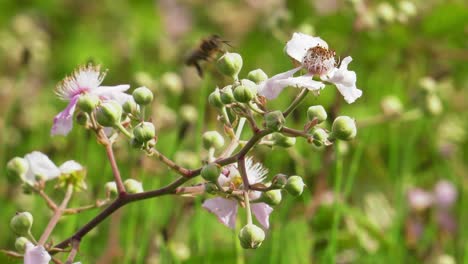 abejas de miel en arbusto de zarzas, flores polinizadoras, primer plano macro, cámara lenta