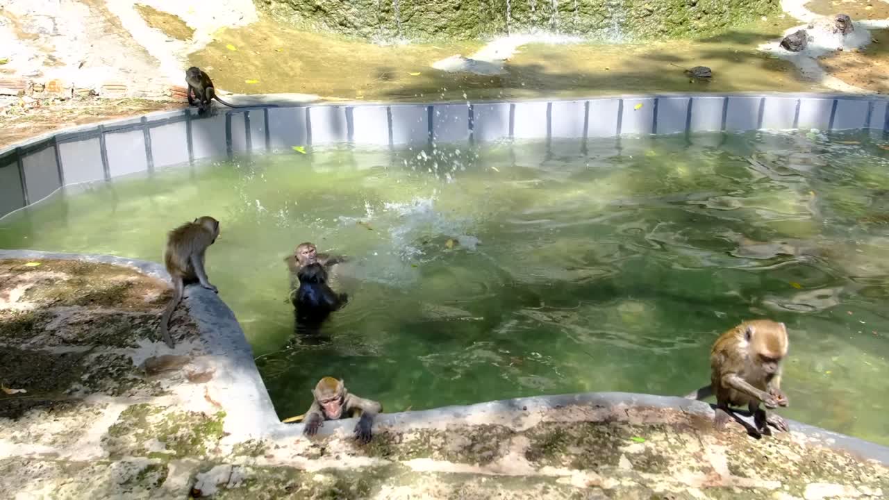 обезьяны заплывают в искусственный пруд, расположенный по соседству