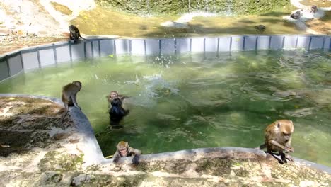 monkeys are swimming into the man-made pond in the neighborhood