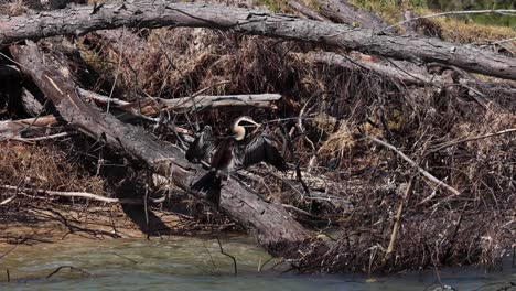 bird perched on tree by water