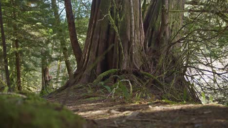 an old growth tree in a forest in the pacific northwest. trees in a forest grove in british columbia. a large old tree standing tall in the old growth forest