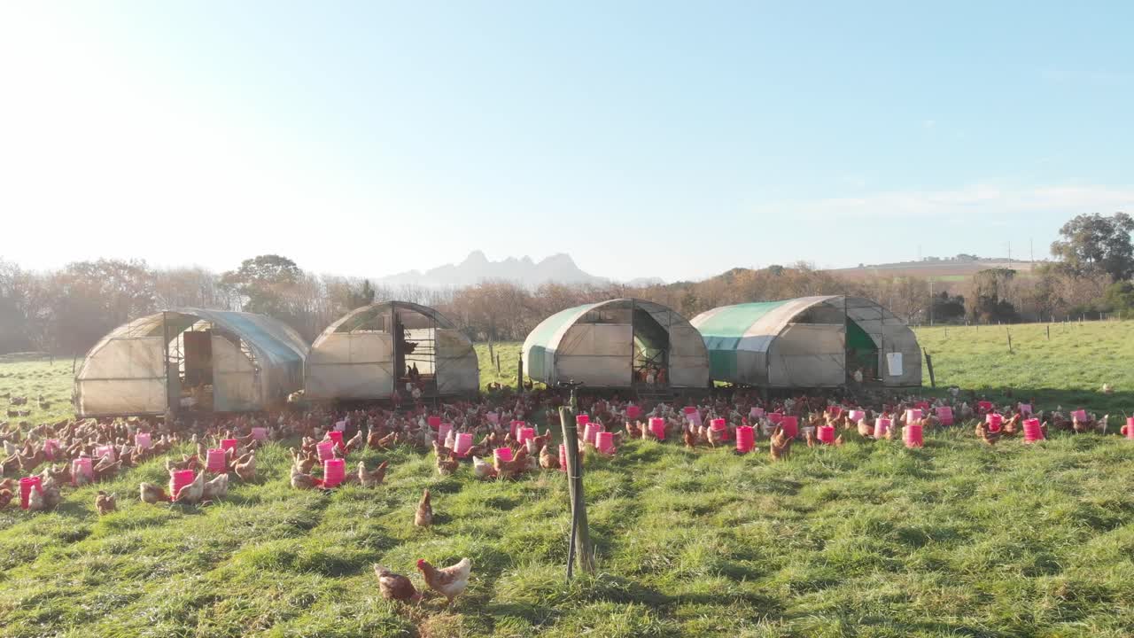 Wide drone shot of a chicken coop on an organic chicken farm. Hundreds of chickens run free and enjoy the green pastures of the farm.