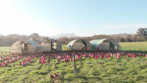 wide drone shot of a chicken coop on an organic chicken farm. hundreds of chickens run free and enjoy the green pastures of the farm.