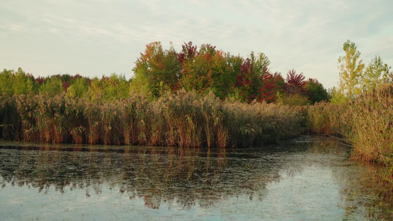 Beautiful wetland surrounded by vibrant autumn foliage in the distance, North America, Quebec, Montreal, Canada.