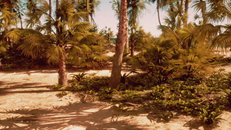 tropical beach with palm trees