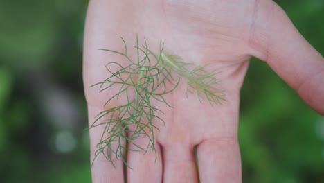 Female-hand-holds-fresh-dill-herb