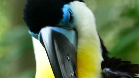 toucan bird in natural setting in singapore ,