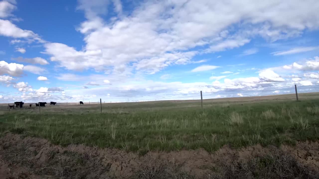 Cows on the side out the road well driving by in the country.