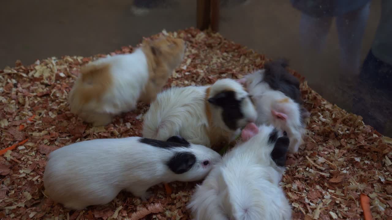 группа небольших одомашненных грызунов, морских свинчиков, cavia porcellus с различными породами, такими как абиссинский, шельти и американский, питающиеся свежими овощами в неволе, крупный кадр