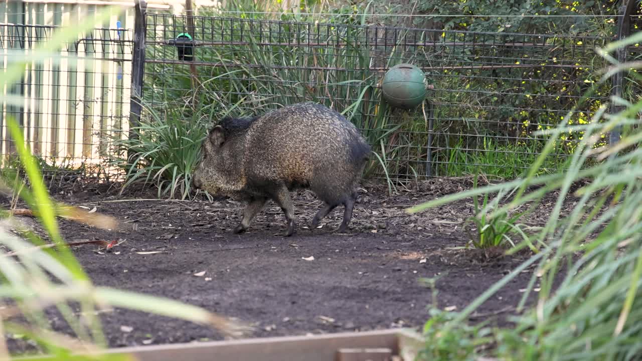 야생 돼지 가 보호 구역 에서 고 있다