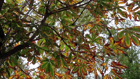 otoño bosque jardín árboles hoja 2