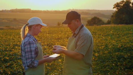 los agricultores, el hombre y la mujer, se comunican en el campo al atardecer, usan una tableta