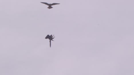 Pair-of-Peregrine-Falcons-doing-courtship-ritual-in-mid-air-by-exchanging-food