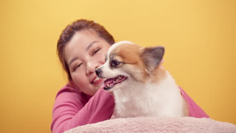 asian woman playing with chihuahua mix pomeranian dogs for relaxation on bright yellow background-6