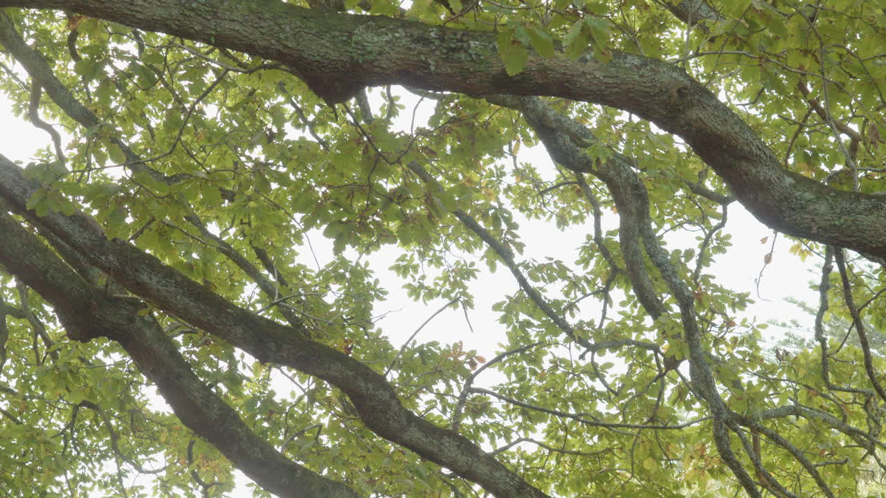 tree branches and green leaves