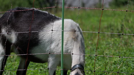 a goat is eating grass near an electric fence on a meadow in the swiss alps, engelberg, obwalden