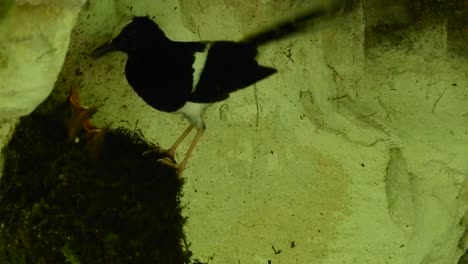 Forktail-De-Corona-Blanca-Alimentando-A-Su-Bebé-En-El-Nido