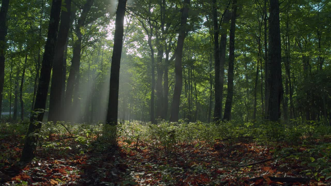 Windy morning in foggy forest with sun beaming through tree canopy- Timelapse
