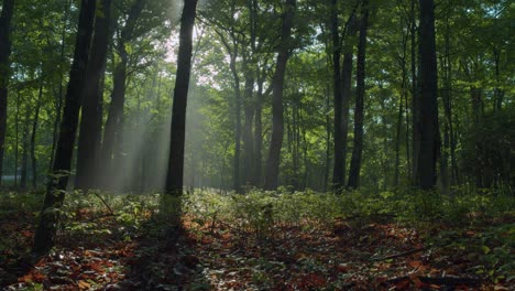 windiger morgen im nebligen wald mit sonne, die durch baumkronen strahlt - zeitraffer