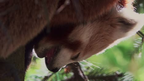 close up of red panda sleeping