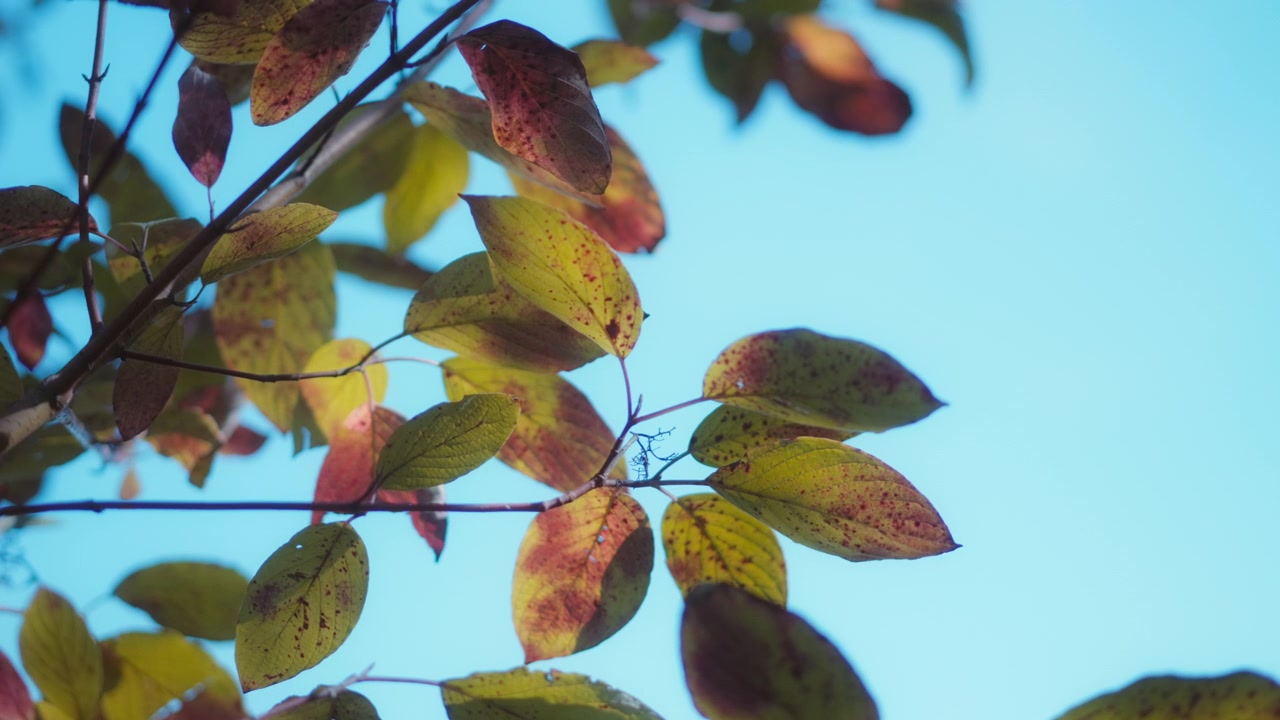 Fogliame autunnale maculato giallo e rosso retroilluminato dalla calda luce del giorno.