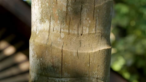 Corteza-De-Textura-De-árbol-Sombreado-Con-Rayas-Verticales