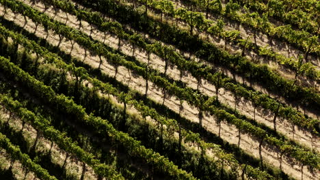 vineyard aerial view