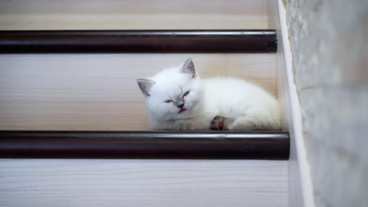 Cat lying on the stairs. Affectionate kitty lies on step of stairs and looks around