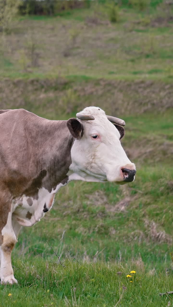 Dairy cow grazing. Brown-white cow on a meadow in spring. Beautiful milky cow on a pasture. Dairy cattle pasture. Vertical video