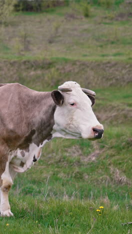 dairy cow grazing. brown-white cow on a meadow in spring. beautiful milky cow on a pasture. dairy cattle pasture. vertical video