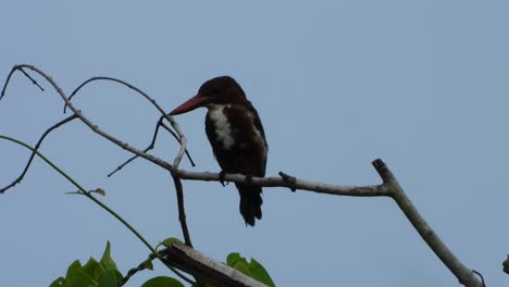 white-throated-kingfisher-UHD-MP4-4k-Video.