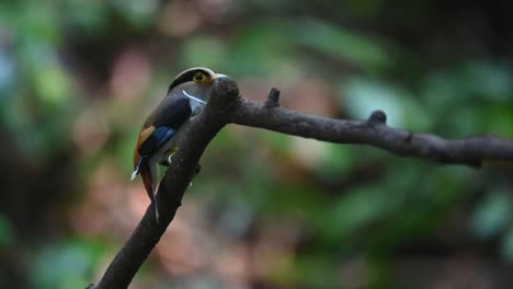 visto desde su lado casi cubierto por la rama mientras mira alrededor en el bosque, pico ancho de pecho plateado, serilophus lunatus, parque nacional kaeng krachan, tailandia