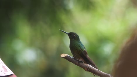 Makro-Nahaufnahme-Eines-Schönen-Kolibris,-Der-Auf-Einem-Ast-Steht