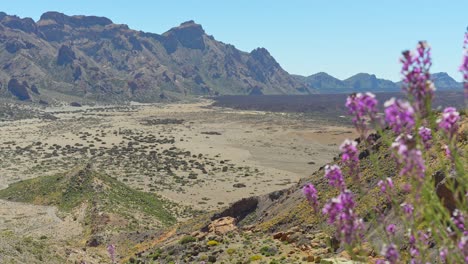 panoramic view of volcanic landscape of teide with purple flowers in foreground