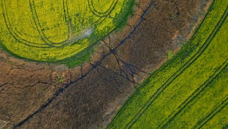 Birdseye-view,-evergreen-Rapeseed-plant-fields,-countryside-serene-scene