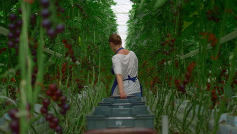 mujer agricultora en la plantación de tomate cosecha madura. concepto de cultivo profesional