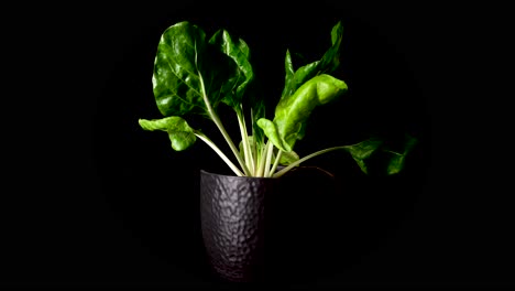 green cabbage stalks in pot growing after dry out