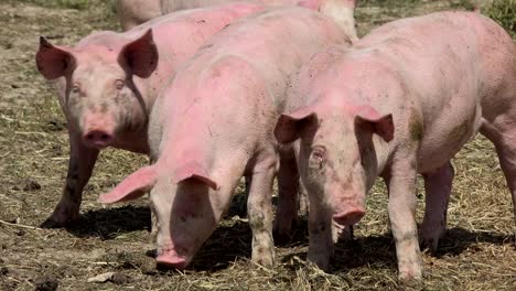 pigs breeding outdoors, bio, food