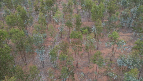 aerial - man walks in a eucalyptus forest, vichuquen, chile, wide shot