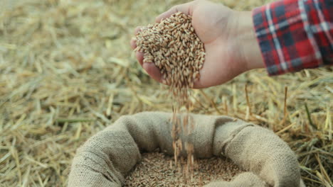 primer plano de la mano del agricultor caucásico vertiendo grano en un saco