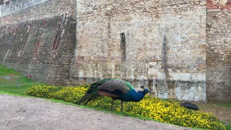 Pavo-Real-En-El-Castillo-De-Lisboa,-Portugal