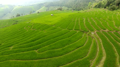 rice field terrace on mountain agriculture land.