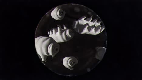 black and white shot of tardigrades seen through a microscope at high magnification