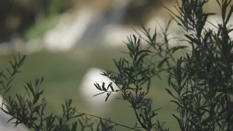 leaves next to a river slowly move in a light breeze