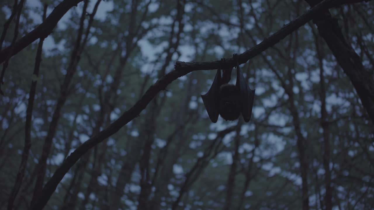 A low-angle video shot captures a bat hanging from a branch in a dimly lit forest