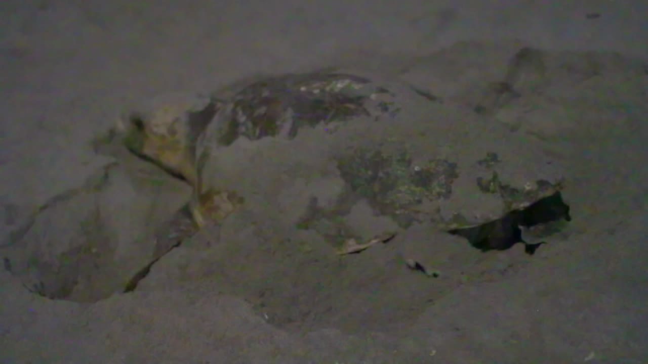 A night shot captures a sea turtle laying eggs in a sandy nest on a beach, illuminated faintly against a dark background, showcasing a natural nesting scene.