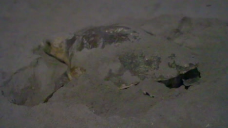 a night shot captures a sea turtle laying eggs in a sandy nest on a beach, illuminated faintly against a dark background, showcasing a natural nesting scene.