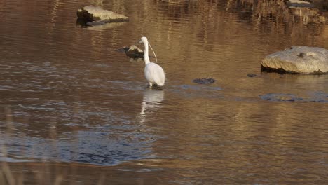 Pequeño-Pájaro-Garceta-Caminando-En-El-Agua-Del-Estanque-Que-Fluye