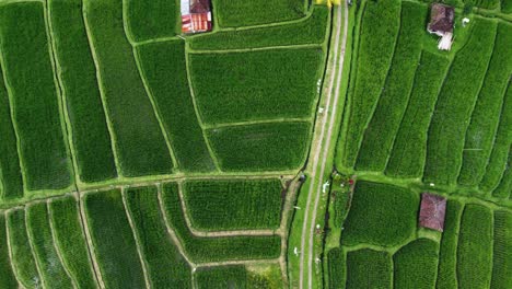 Aerial-view-of-the-Jatiluwih-terraces-ricefield-at-sunrise